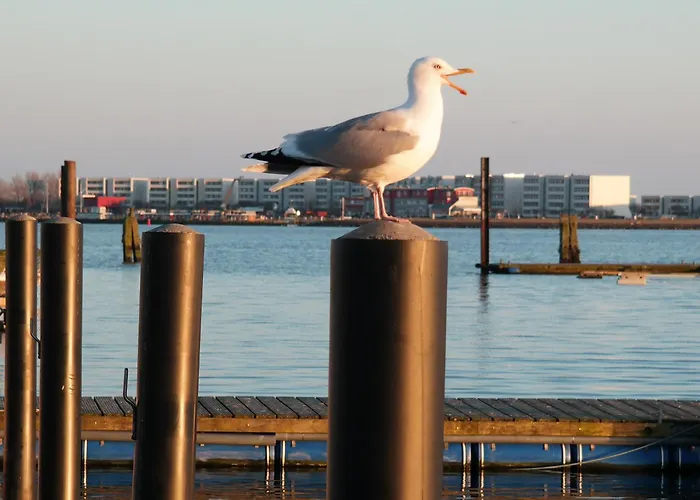 Bådhotel Hausboot Kaddi's Sundream - Huus & *
